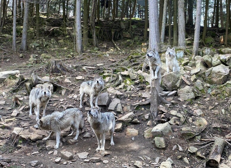 Picture 8 for Activity Guided Wilderness Safari: Parc Omega Heart of Wildlife