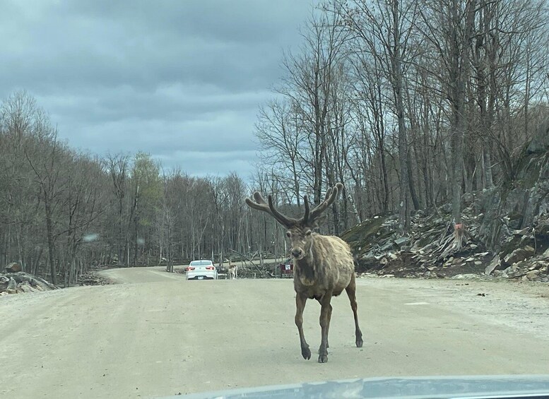 Picture 30 for Activity Guided Wilderness Safari: Parc Omega Heart of Wildlife