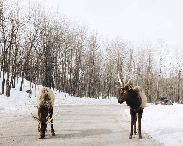 Guided Wilderness Safari: Parc Omega Heart of Wildlife