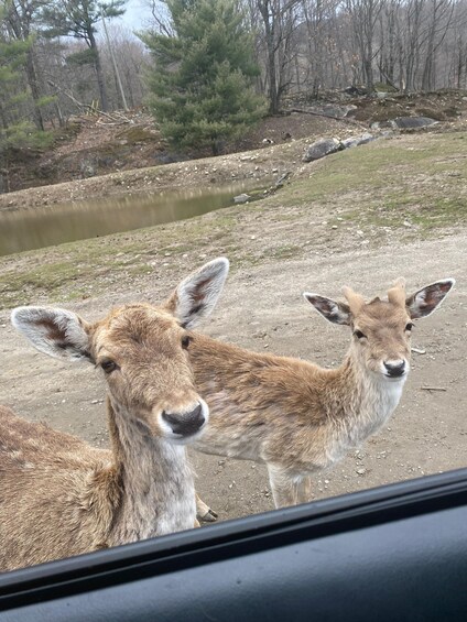 Picture 18 for Activity Guided Wilderness Safari: Parc Omega Heart of Wildlife