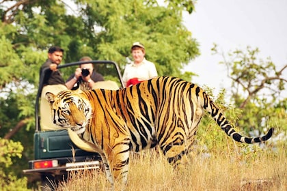 Kathmandu/Pokhara: Tur Safari Hutan Chitwan 2/3/4 Hari