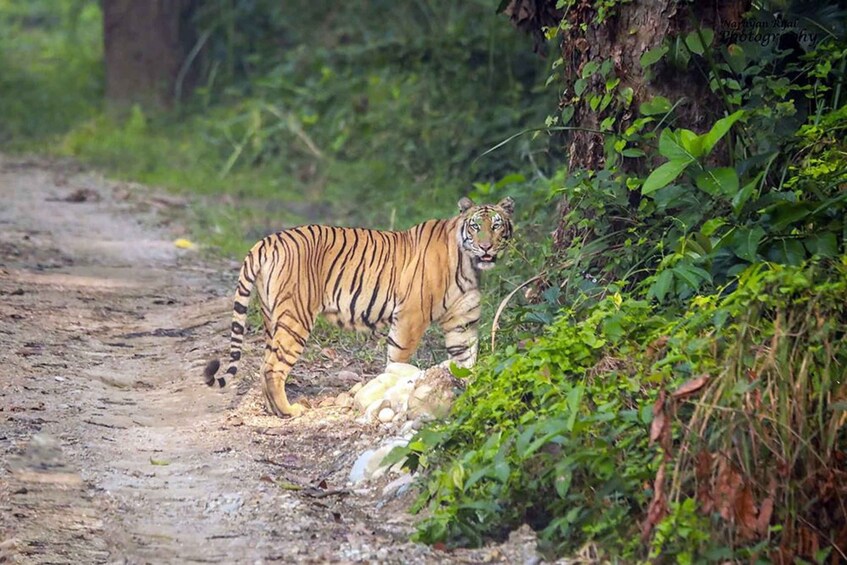 Picture 13 for Activity Kathmandu/Pokhara: 3-Days Chitwan Jungle Tour with Meals