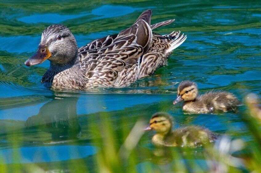 Golden Gate Park Wildlife Walking Tour