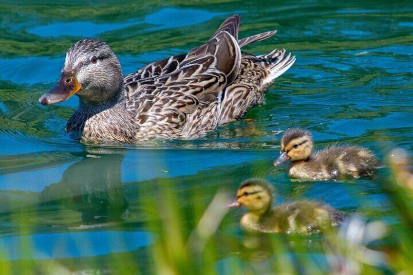 Golden Gate Park Wildlife Walking Tour