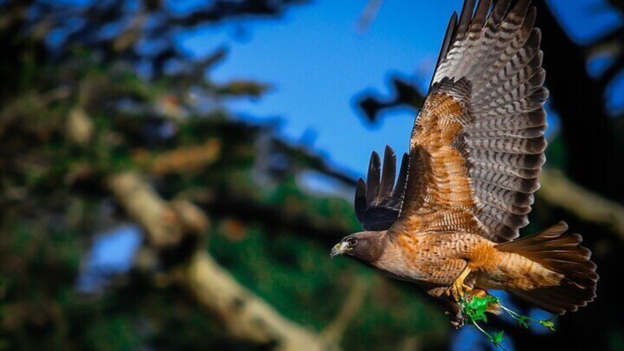 Golden Gate Park Wildlife Walking Tour