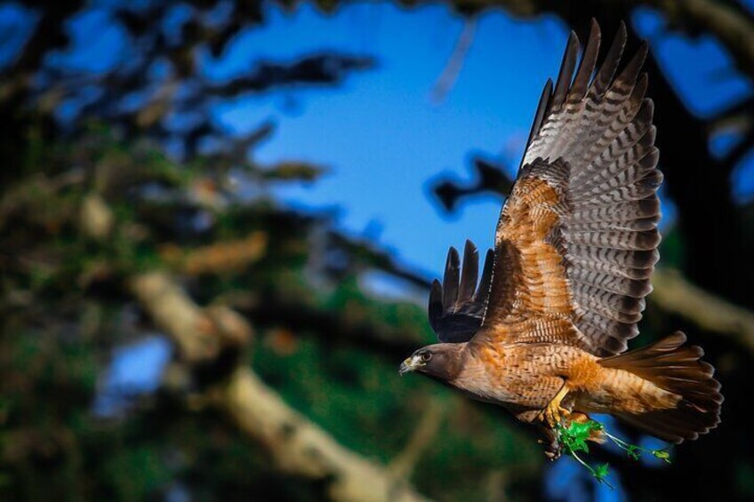 Golden Gate Park Wildlife Walking Tour