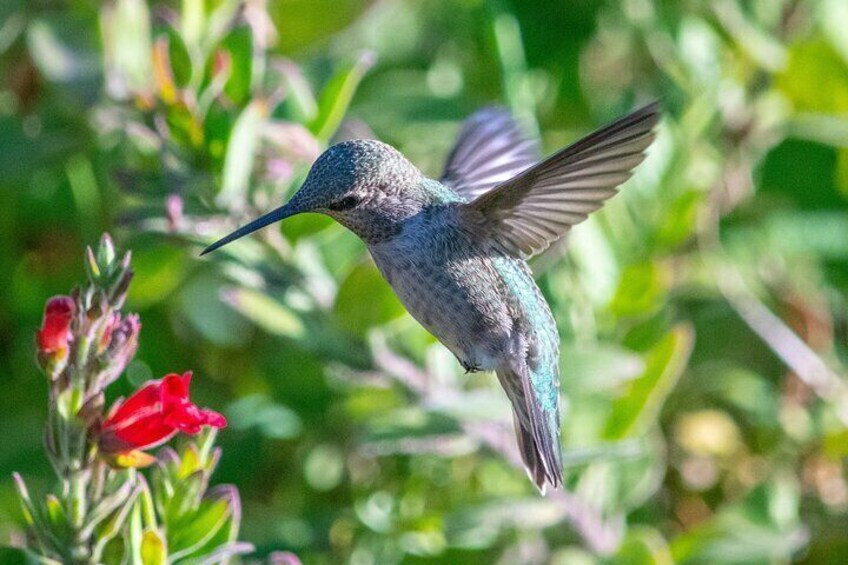 Golden Gate Park Wildlife Walking Tour