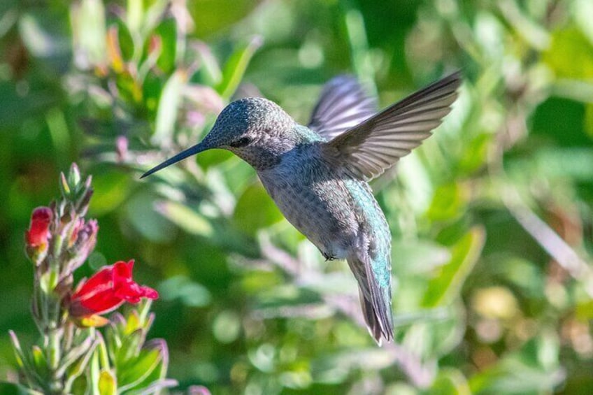Golden Gate Park Wildlife Walking Tour