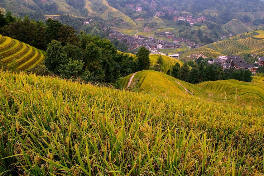 Picture 5 for Activity Longsheng Ethnic Minority & Rice Terraces Full-Day Tour