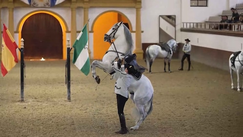 Vanuit Sevilla: Jerez, Cádiz en Andalusische paarden
