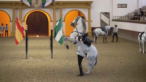 Depuis Séville : Jerez, Cadix et les chevaux andalous