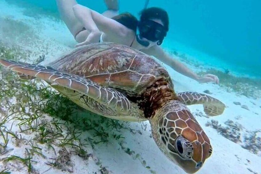 2 Hours Turtle Feeding, Shipwreck & Reef Snorkeling Tour Barbados