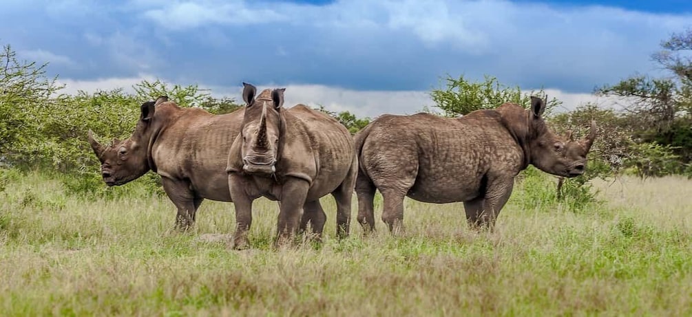 Picture 3 for Activity St Lucia: iSimangaliso Wetland Park: Full-Day/Half-Day Tour