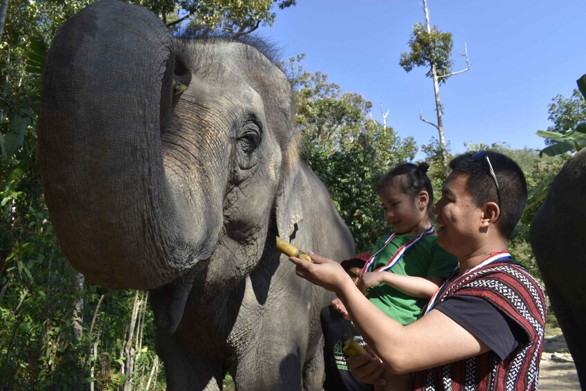 Picture 8 for Activity Phuket: Half Day or 2-Hour Ethical Elephant Care Sanctuary