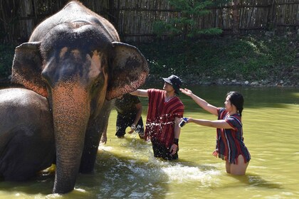 Phuket: santuario de cuidado ético de elefantes de medio día o 2 horas