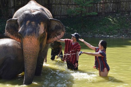 Phuket Suaka Perawatan Gajah Setengah Hari atau 2 Jam