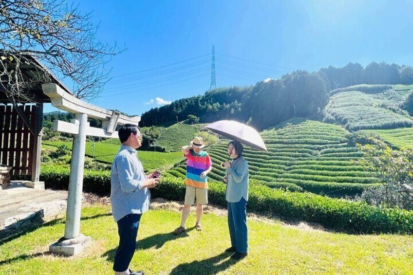 Matcha Farm Walk with a local farmer