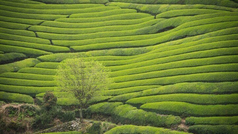Hidden Kyoto Matcha Farm