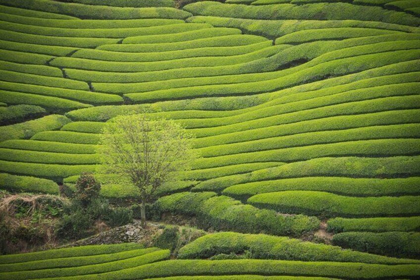 Hidden Kyoto Matcha Farm