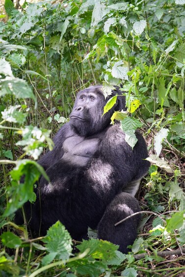 Picture 2 for Activity 3 Day Gorillas Trekking And Golden Monkeys Tracking