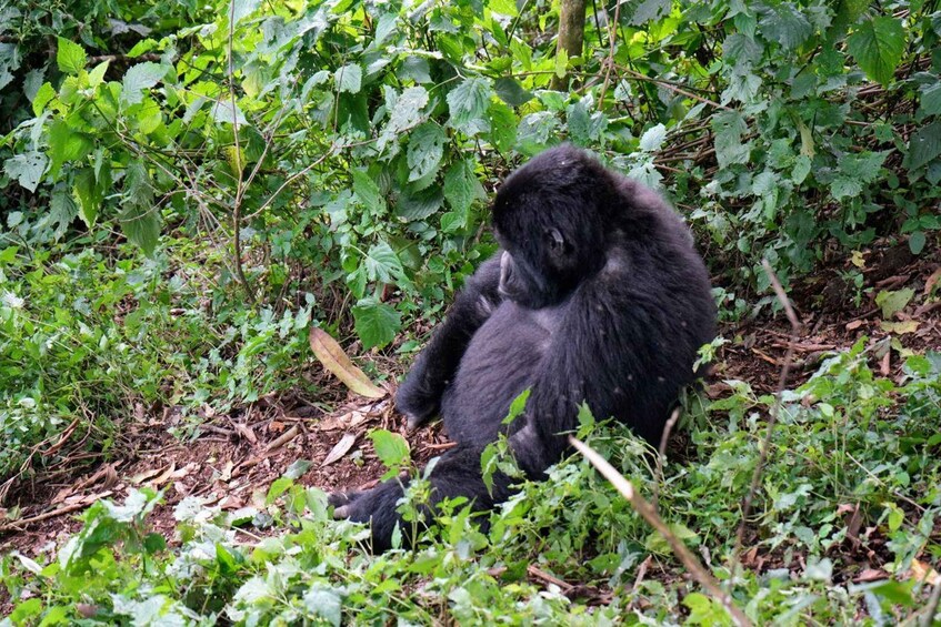 Picture 5 for Activity 3 Day Gorillas Trekking And Golden Monkeys Tracking