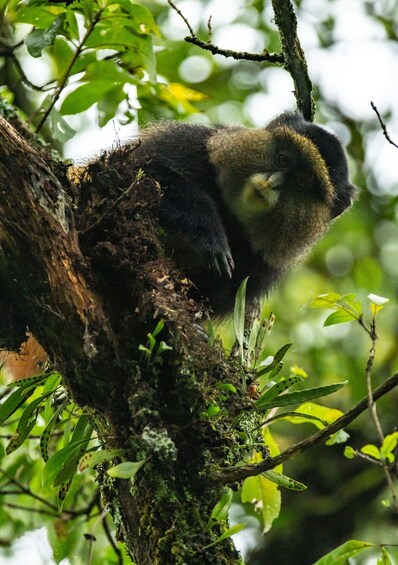 Picture 1 for Activity 3-Day Uganda for Gorillas And Rwanda for Golden Monkeys