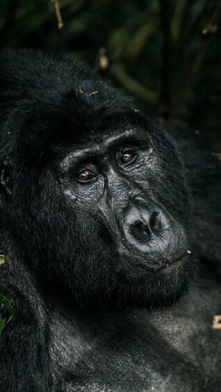 Picture 2 for Activity 3-Day Uganda for Gorillas And Rwanda for Golden Monkeys