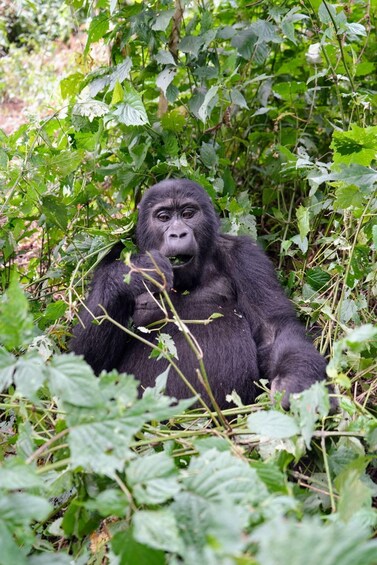 Picture 3 for Activity 3 Day Gorillas Trekking And Golden Monkeys Tracking