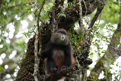 Uganda And Rwanda: 3 Day Gorillas And Golden Monkeys