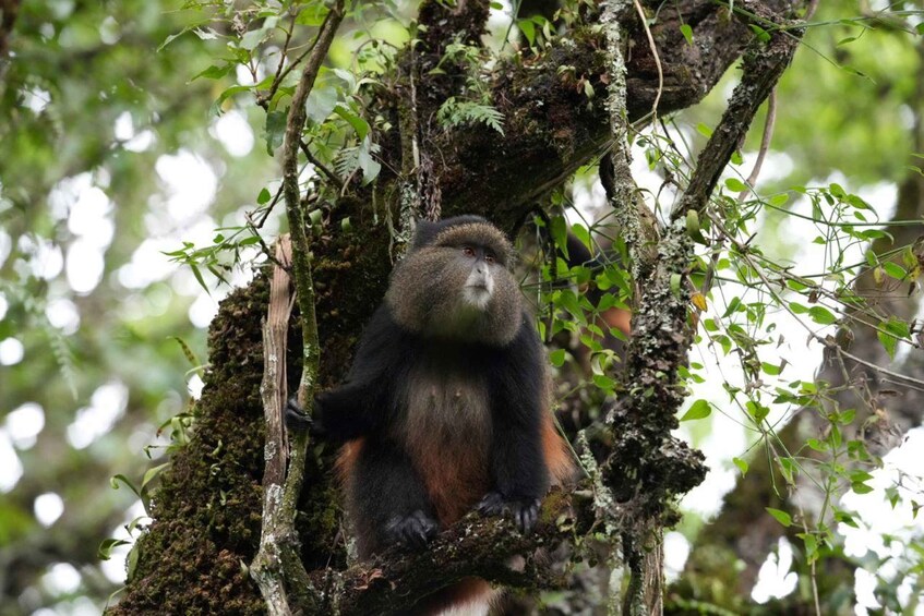 3-Day Gorilla & Golden Monkeys Experience