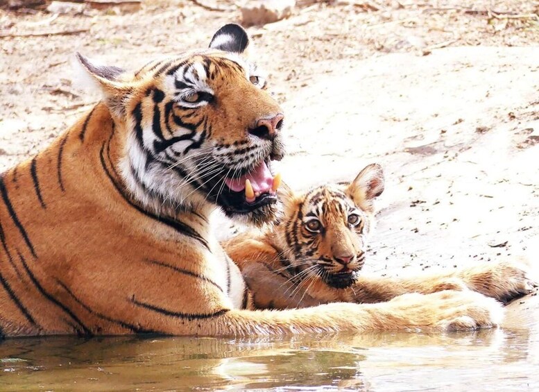 Picture 1 for Activity From Jaipur: Ranthambore National Park Day Trip with Safari