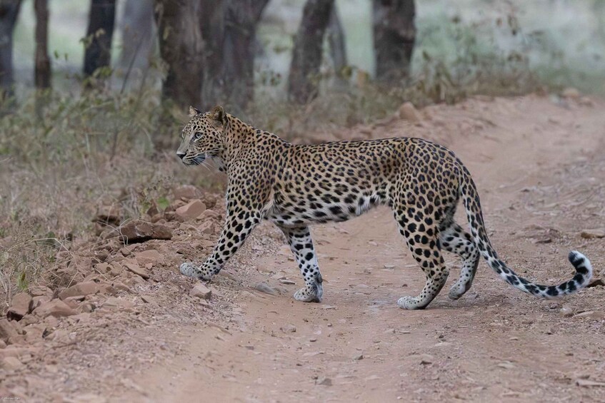 Picture 9 for Activity From Jaipur: Ranthambore National Park Day Trip with Safari