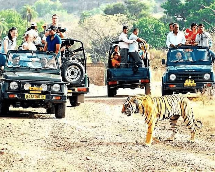 Picture 1 for Activity From Jaipur: Guided Ranthambore Tour with Cab