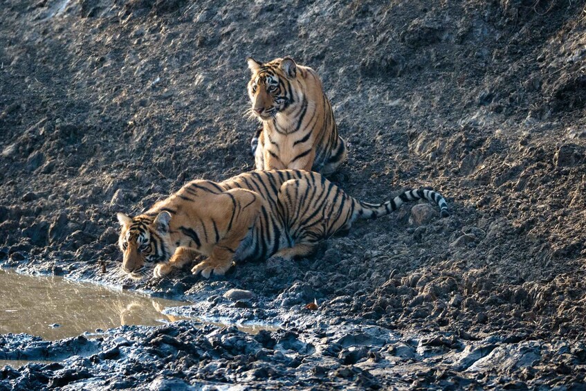 Picture 5 for Activity From Jaipur: Ranthambore National Park Day Trip with Safari