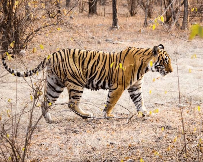 Picture 5 for Activity From Jaipur: Guided Ranthambore Tour with Cab