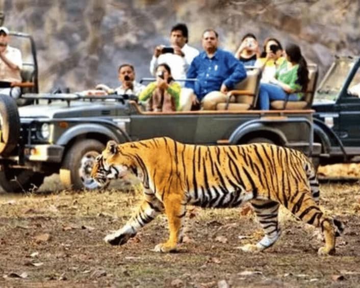 Picture 4 for Activity From Jaipur: Guided Ranthambore Tour with Cab