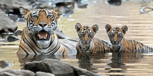 From Jaipur: Guided Ranthambore Tour with Cab