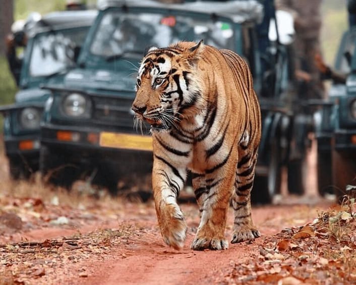 Picture 7 for Activity From Jaipur: Guided Ranthambore Tour with Cab