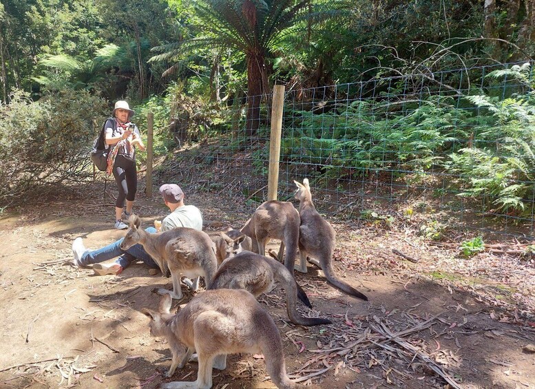 Picture 2 for Activity Wings Wildlife Park Burnie Shore Excursion