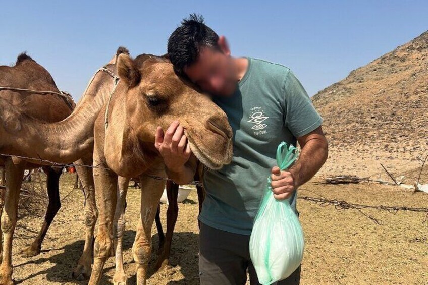 camel visting