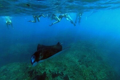 Nusa Penida 4 Spot Snorkelling with Manta and Island Tour