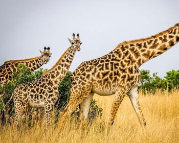 Tanzania Expedition Safari