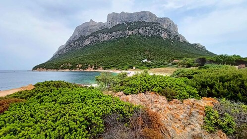 Tavolara : Mini excursion de l'archipel depuis San Teodoro