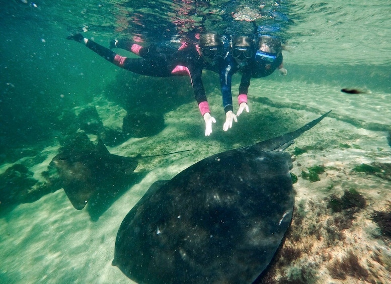 Picture 5 for Activity Anna Bay: Irukandji Entry + Coastal Currents Snorkel