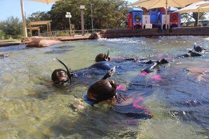 Snorkel en Coastal Currents y pase de entrada