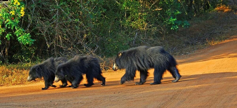 Picture 4 for Activity Yala Safari (Private) from Yala & Tissamaharama area.