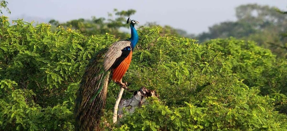 Picture 1 for Activity Yala Safari (Private) from Yala & Tissamaharama area.