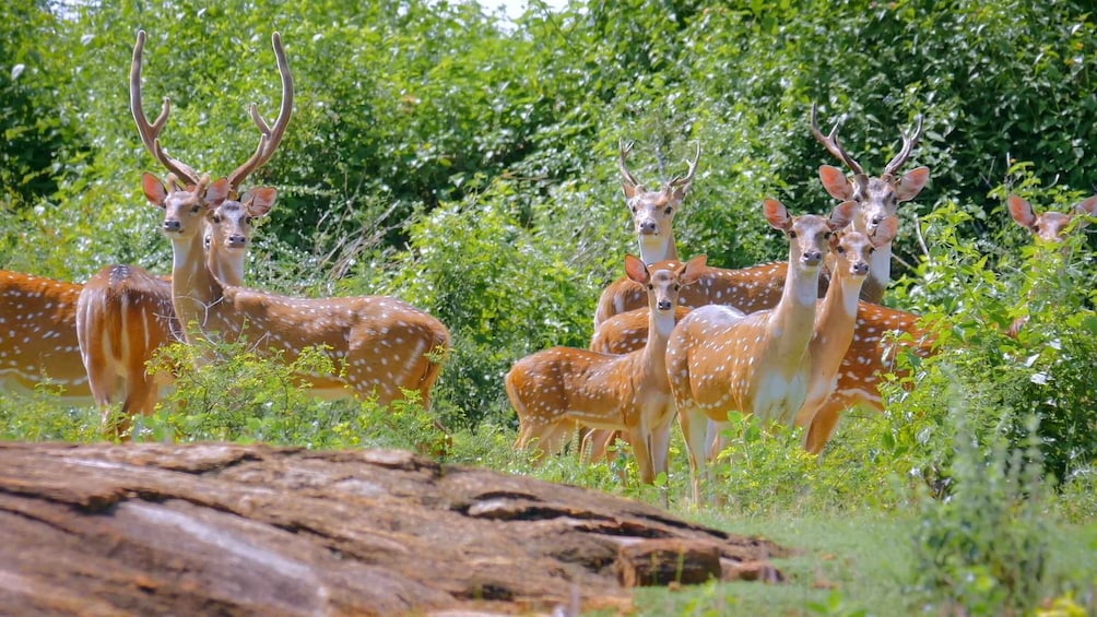 Picture 6 for Activity Yala Safari (Private) from Yala & Tissamaharama area.