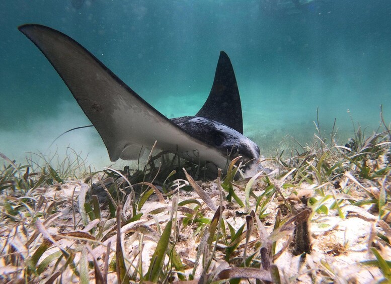 Picture 1 for Activity Snorkel Tour: searching for turtles at Mahahual reef lagoon