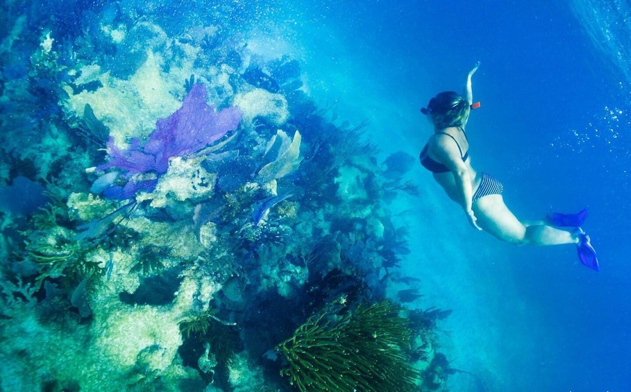 Picture 2 for Activity Snorkel Tour: searching for turtles at Mahahual reef lagoon